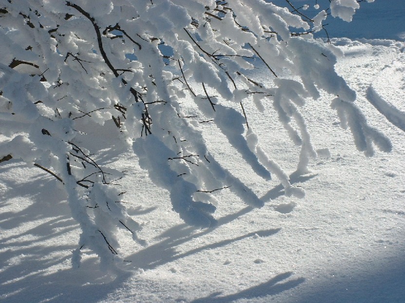 Zieleniec 2003